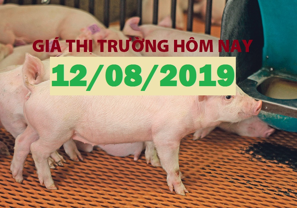 Anova Feed – Giá heo lên đỉnh, bỏ xa mốc 45.000 đ/kg  - Giá thị trường ngày 12/08