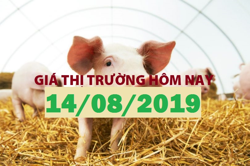 Anova Feed – Người chăn nuôi tin vào kịch bản giá heo tiếp tục phá đỉnh  - Giá thị trường ngày 14/08