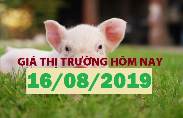 Anova Feed – Miền Trung tăng nhẹ, Nam Bắc đứng giá- Giá thị trường ngày 16/08