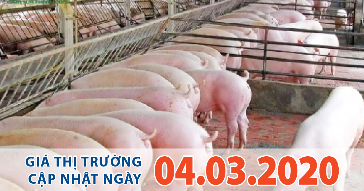 Anova Feed - Giá heo tăng cao khó lường, thương lái lùng mua xuất qua biên giới