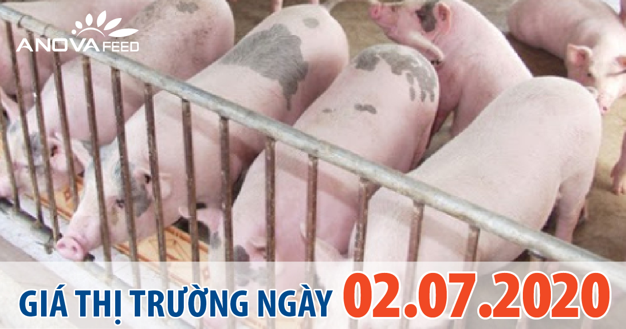 Anova Feed - Giá heo hơi hôm nay 02/07 vài nơi rục rịch tăng trở lại, tiếp tục chờ đợi những lô heo Thái tiếp theo được nhập về.