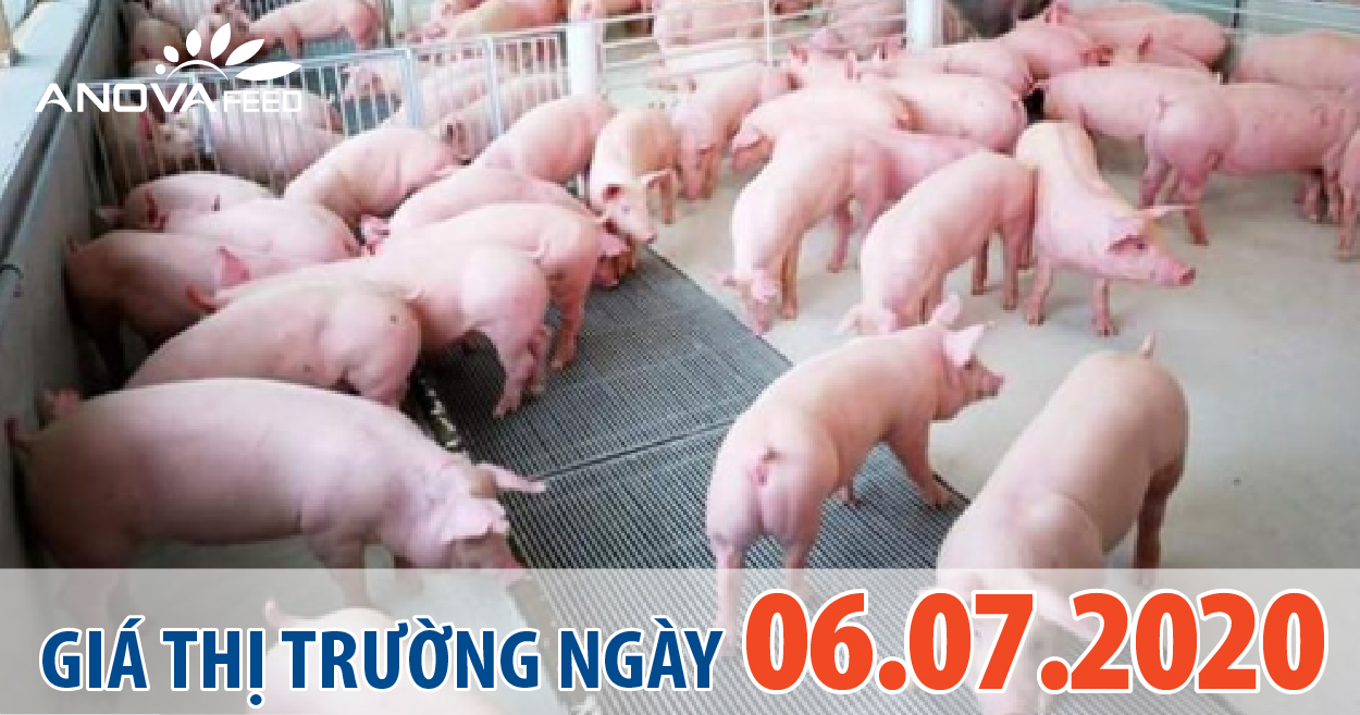 Anova Feed - Giá heo hơi hôm nay 06/07, miền Trung có nơi chạm ngưỡng 90.000 đồng/kg, miền Bắc tăng nhẹ ở vài nơi.