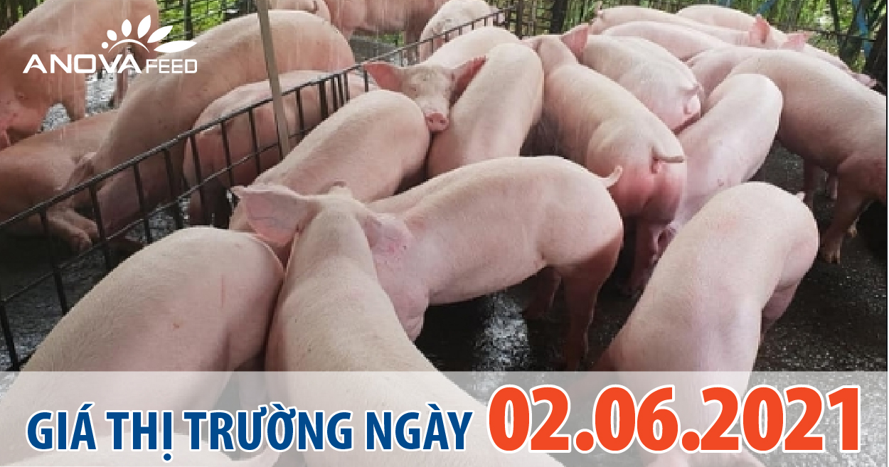 Anova Feed - Giá heo hơi ngày 02/06/2021 nhiều tỉnh thành tiếp tục đi ngang