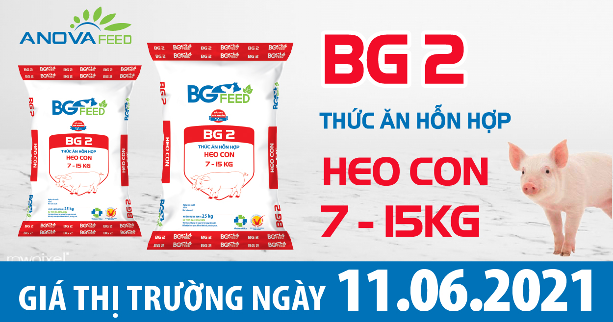 Anova Feed - Giá heo hơi hôm nay 11/6 im ắng sau nhưng ngày giảm nhẹ