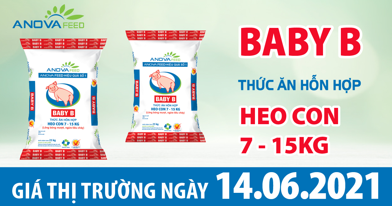 Anova Feed - Giá heo hơi hôm nay 14/6 giảm nhẹ không đáng kể 1 vài địa phương