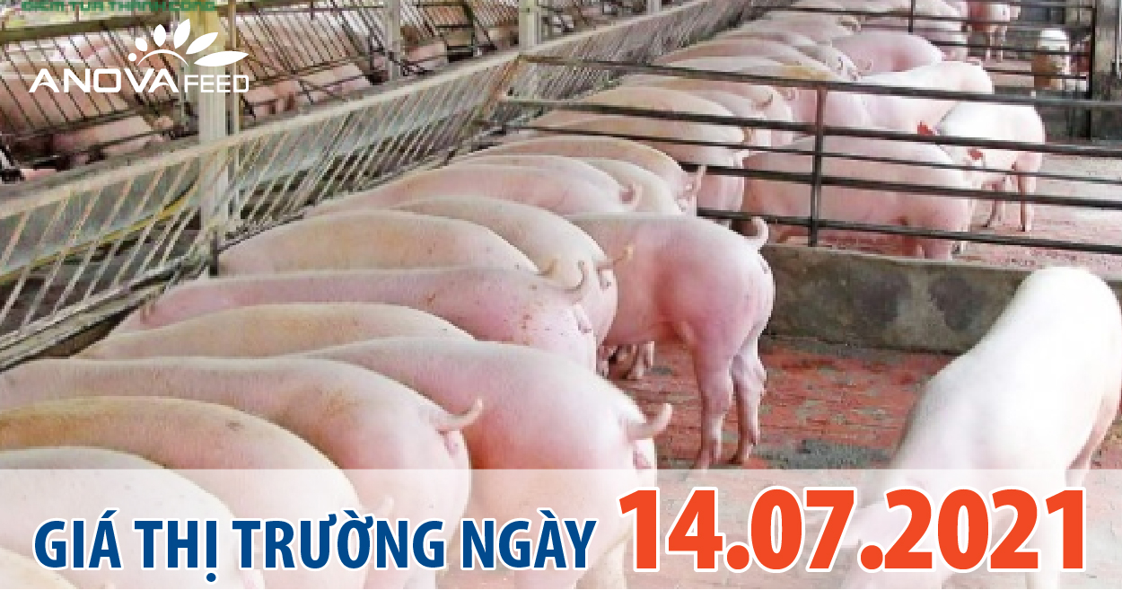 Anova Feed - Giá heo hơi hôm nay 14/7 giảm nhẹ ở miền Nam