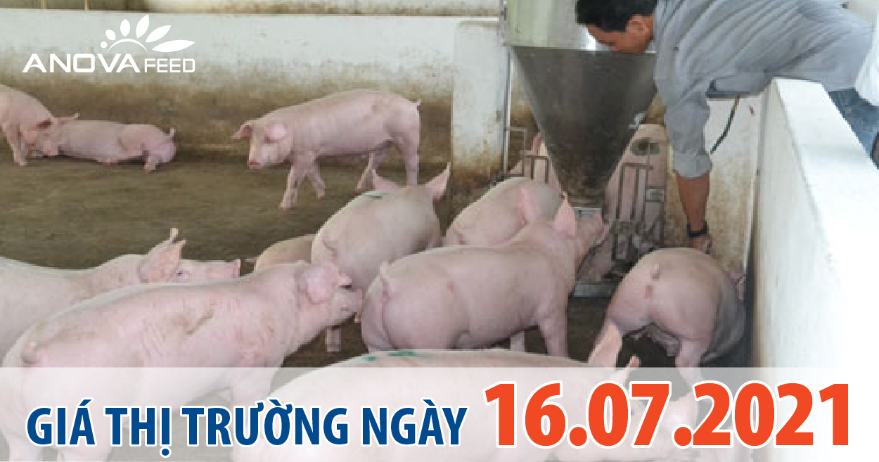 Anova Feed - Giá heo hơi hôm nay 16/7 hai miền Bắc Nam cùng giảm