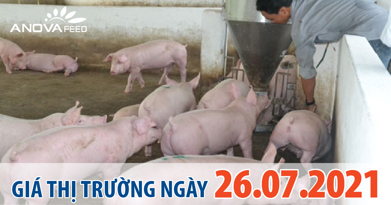 Anova Feed - Giá heo hơi hôm nay 26/7 miền Bắc - Trung giảm nhẹ 1.000 - 2.000 đồng