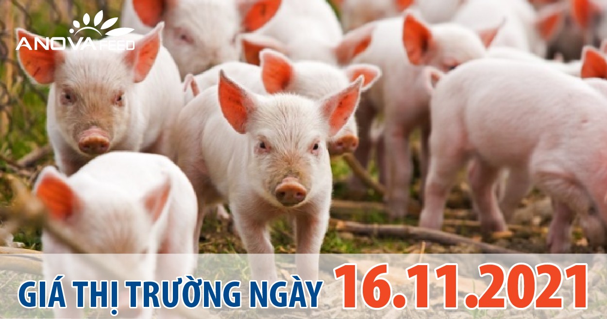 Anova Feed - Giá heo hơi ngày 16/11/2021 đi ngang.