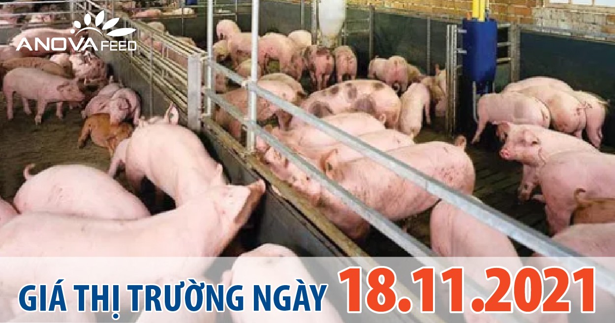 Anova Feed - Giá heo hơi ngày 18/11/2021 giảm nhẹ.