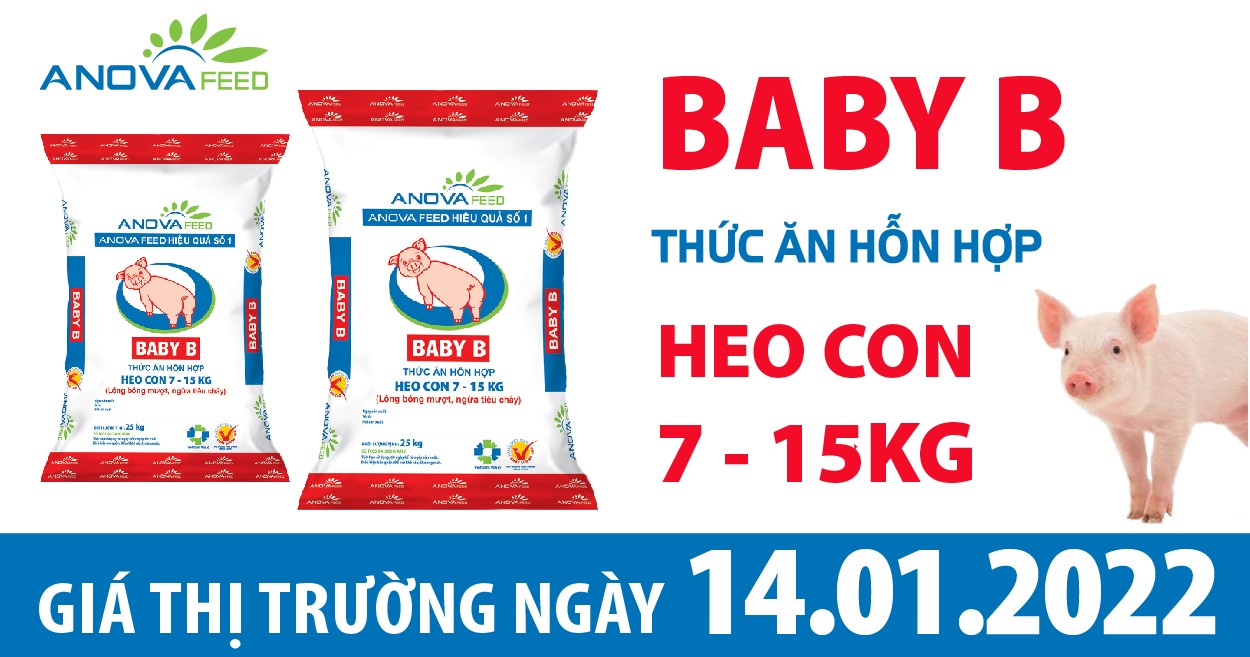 Anova Feed - Giá heo hơi ngày 14/01/2022 tăng chạm mốc 55.000 đồng/kg.