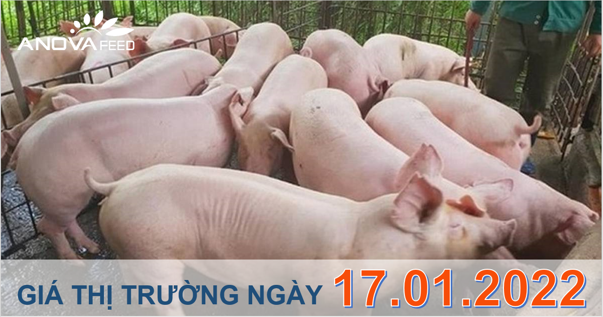 Anova Feed - Giá heo hơi ngày 17/01/2022 tăng nhẹ.