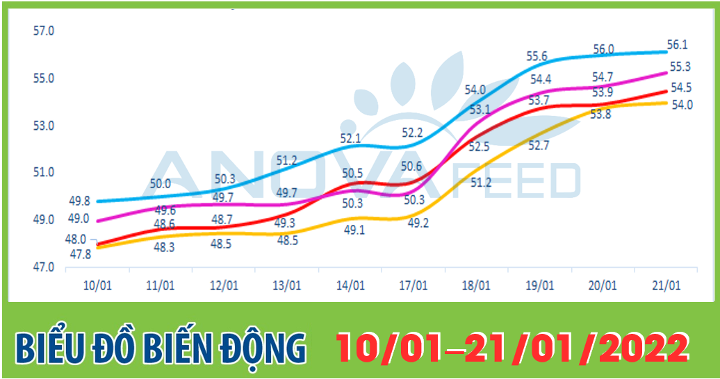 Anova Feed - Biểu đồ biến động giá thị trường chăn nuôi 2 tuần gần nhất từ 10/01 - 21/01/2022