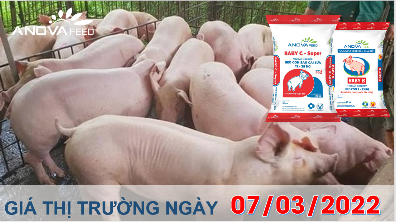 Anova Feed - Giá heo hơi ngày 07/03/2022 phiên đầu tuần ít biến động.