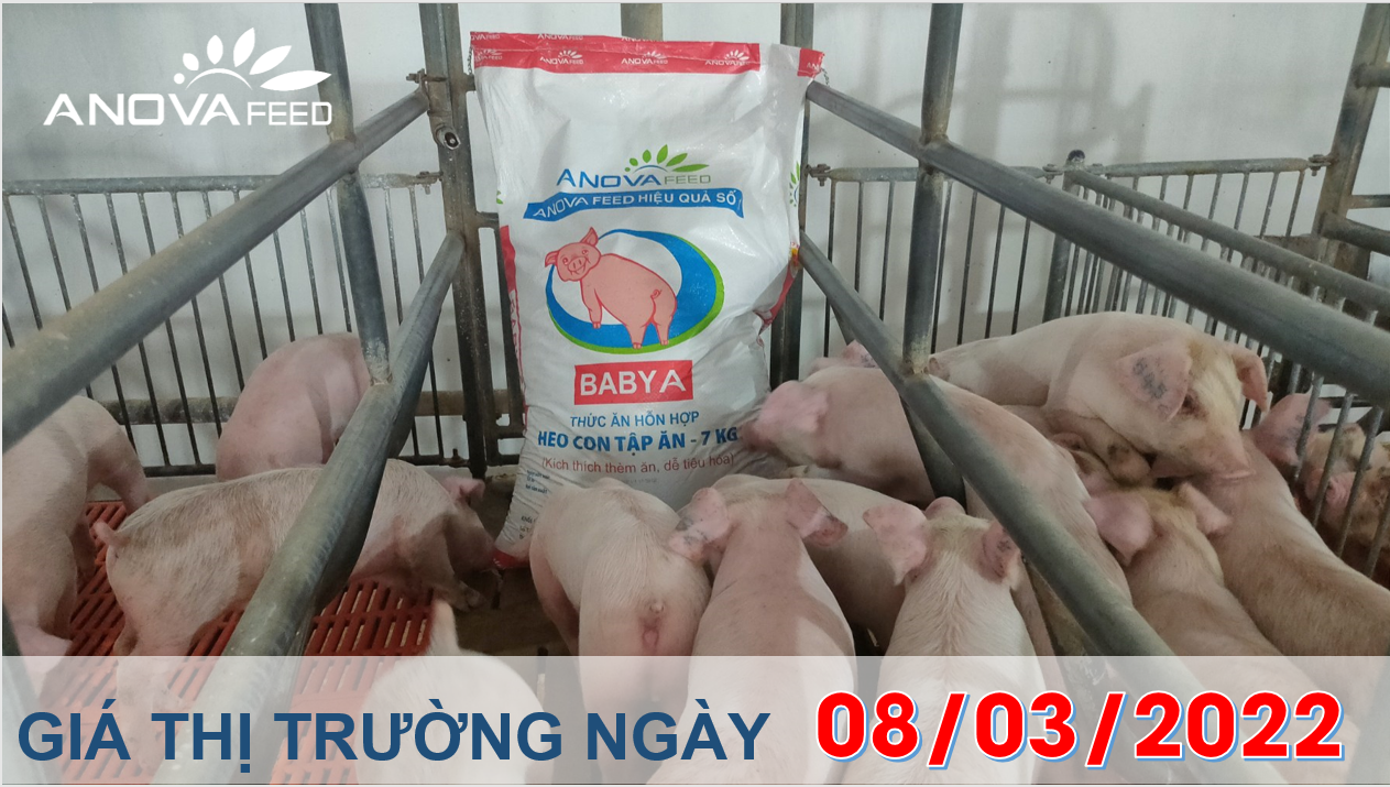 Anova Feed - Giá heo hơi ngày 08/03/2022 tăng nhẹ sau thời gian dài giảm giá.