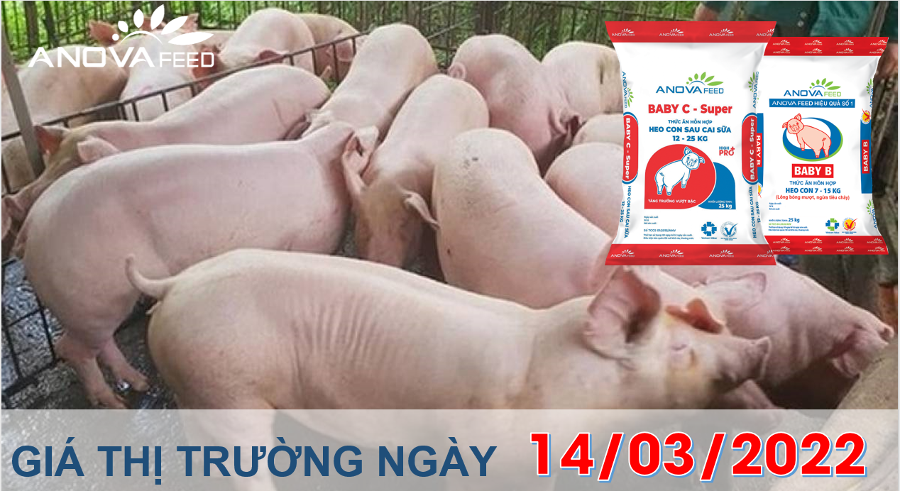 Anova Feed - Giá heo hơi ngày 14/03/2022 nhích nhẹ.