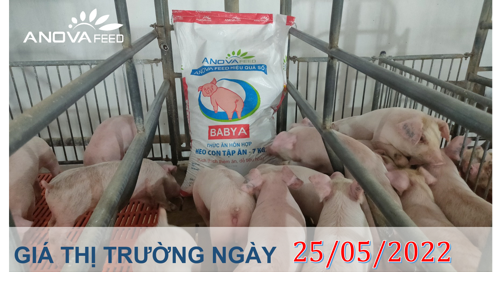 ANOVA FEED- GIÁ HEO HƠI NGÀY 25/05, THỊ TRƯỜNG TĂNG ĐỘT BIẾN