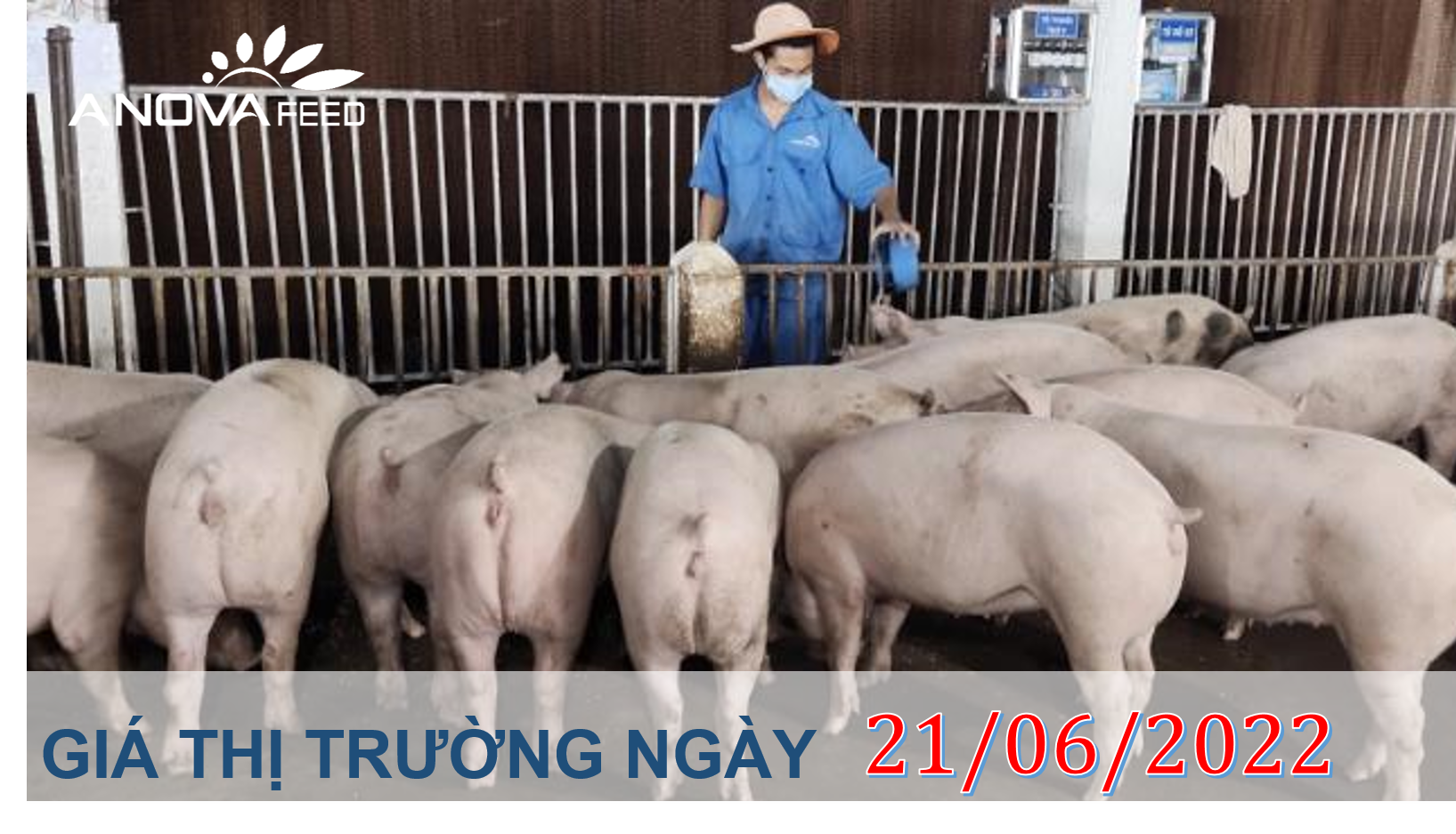 ANOVA FEED- GIÁ HEO HƠI NGÀY 21/06, THỊ TRƯỜNG CÓ TÍN HIỆU TỐT