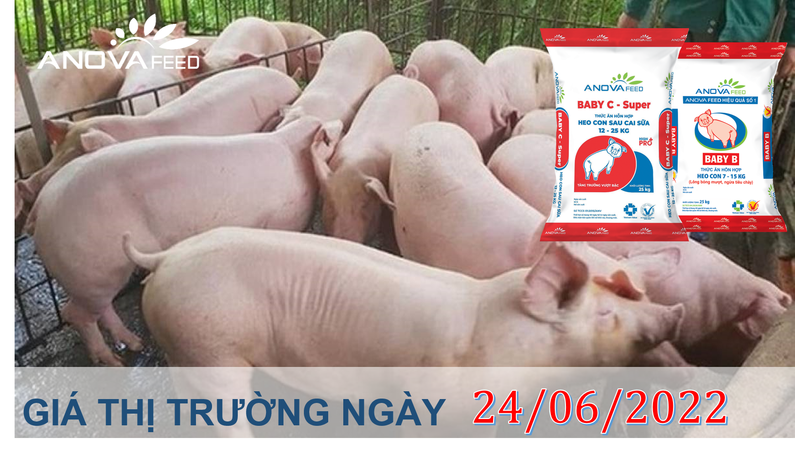 ANOVA FEED- GIÁ HEO HƠI NGÀY 24/06, THỊ TRƯỜNG BIẾN ĐỘNG NHẸ