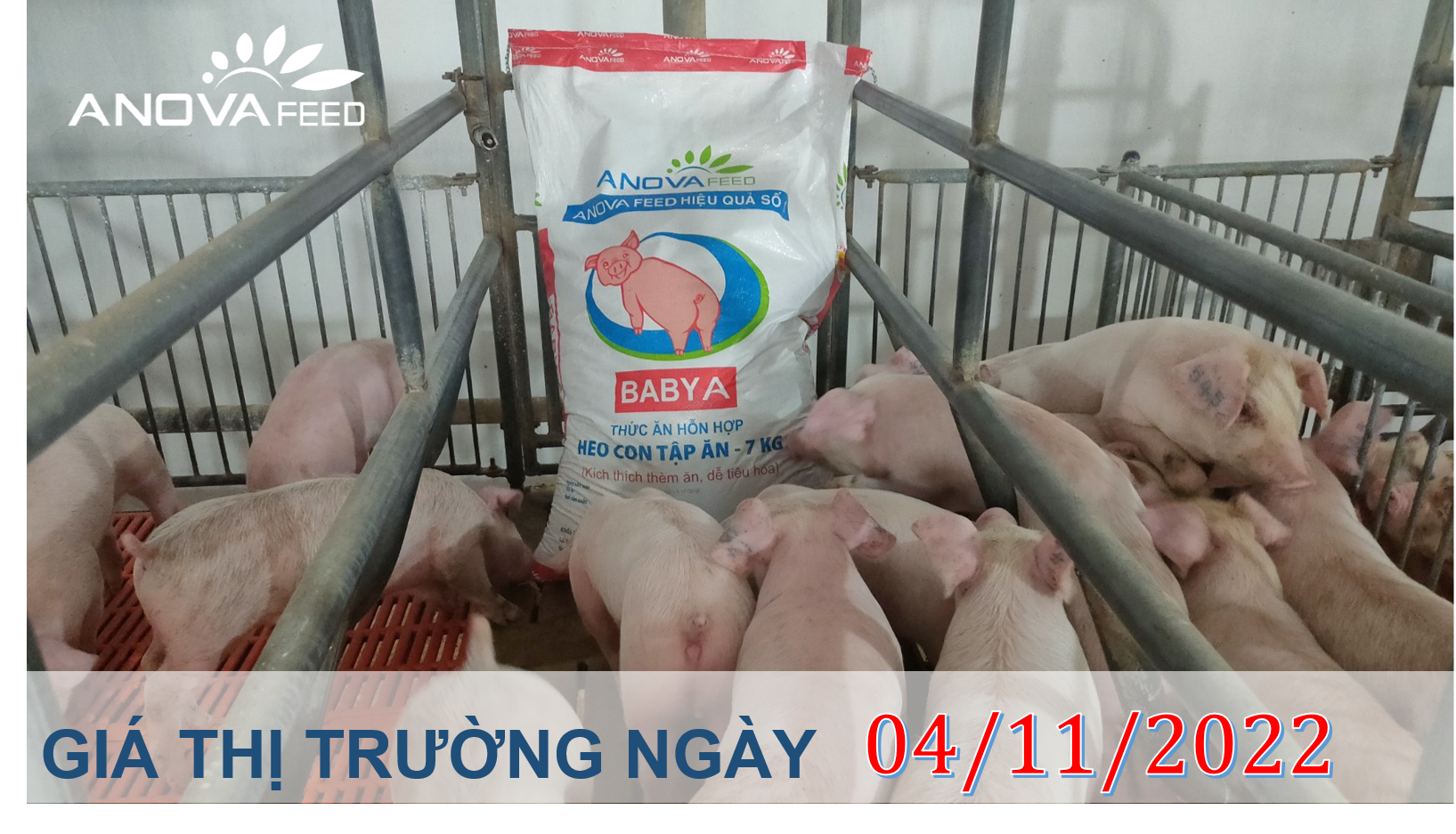 ANOVA FEED- GIÁ HEO HƠI NGÀY 04/11, THỊ TRƯỜNG TIẾP TỤC GIẢM