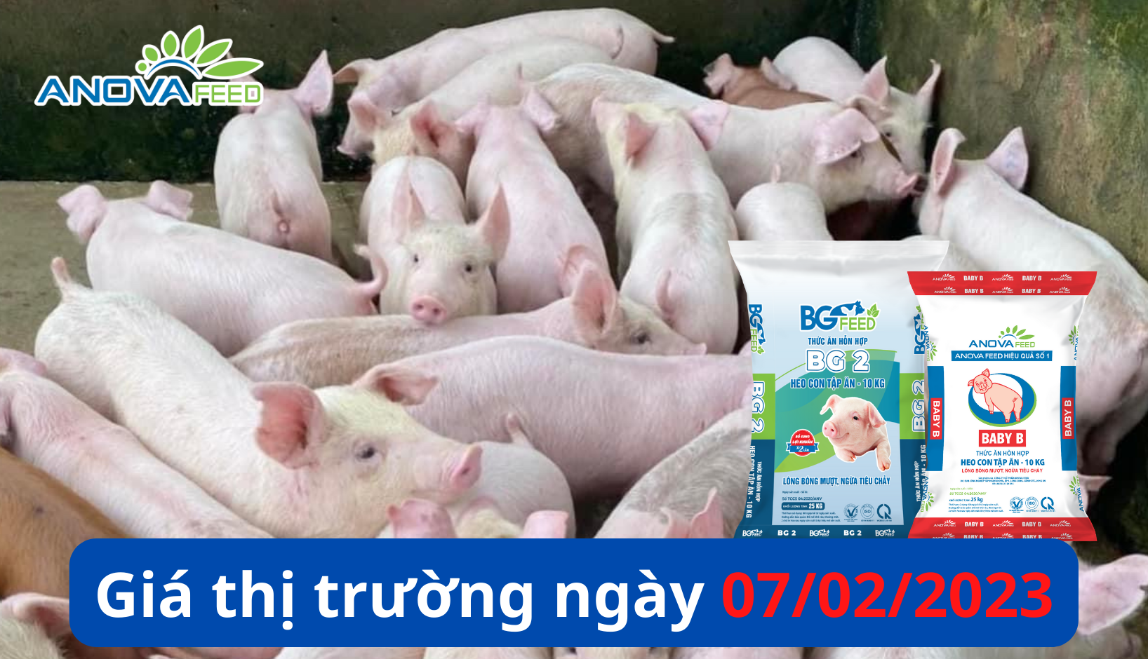 ANOVA FEED- GIÁ HEO HƠI NGÀY 07/02, THỊ TRƯỜNG ỔN ĐỊNH