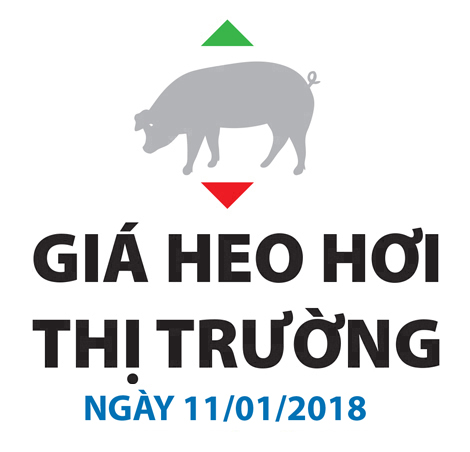 Giá heo hơi thị trường - Ngày 11/01/2018