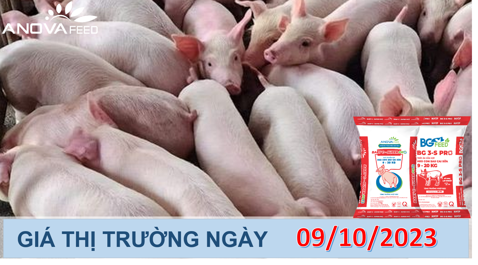 ANOVA FEED- GIÁ HEO HƠI NGÀY 09/10, ĐẦU TUẦN TIẾP CHIỀU GIẢM