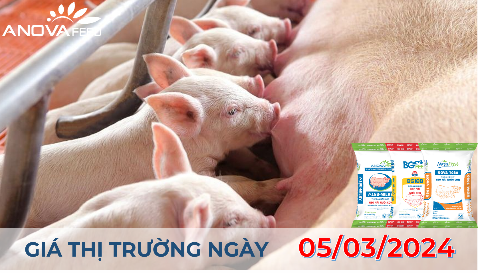 ANOVA FEED - GIÁ HEO HƠI NGÀY 05/03, MIỀN TRONG TĂNG NHẸ