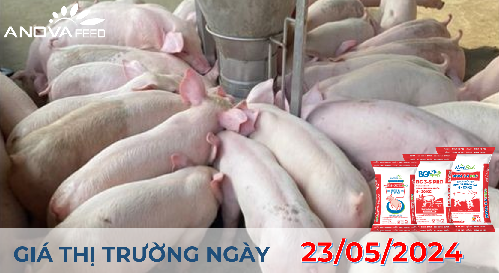 ANOVA FEED - GIÁ HEO HƠI NGÀY 23/05, TĂNG TRÊN DIỆN RỘNG