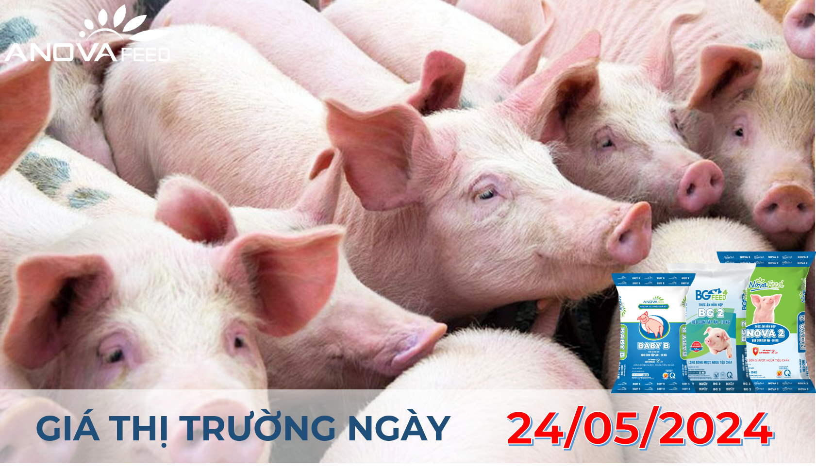 ANOVA FEED - GIÁ HEO HƠI NGÀY 24/05, TIẾP DIỄN ĐÀ TĂNG