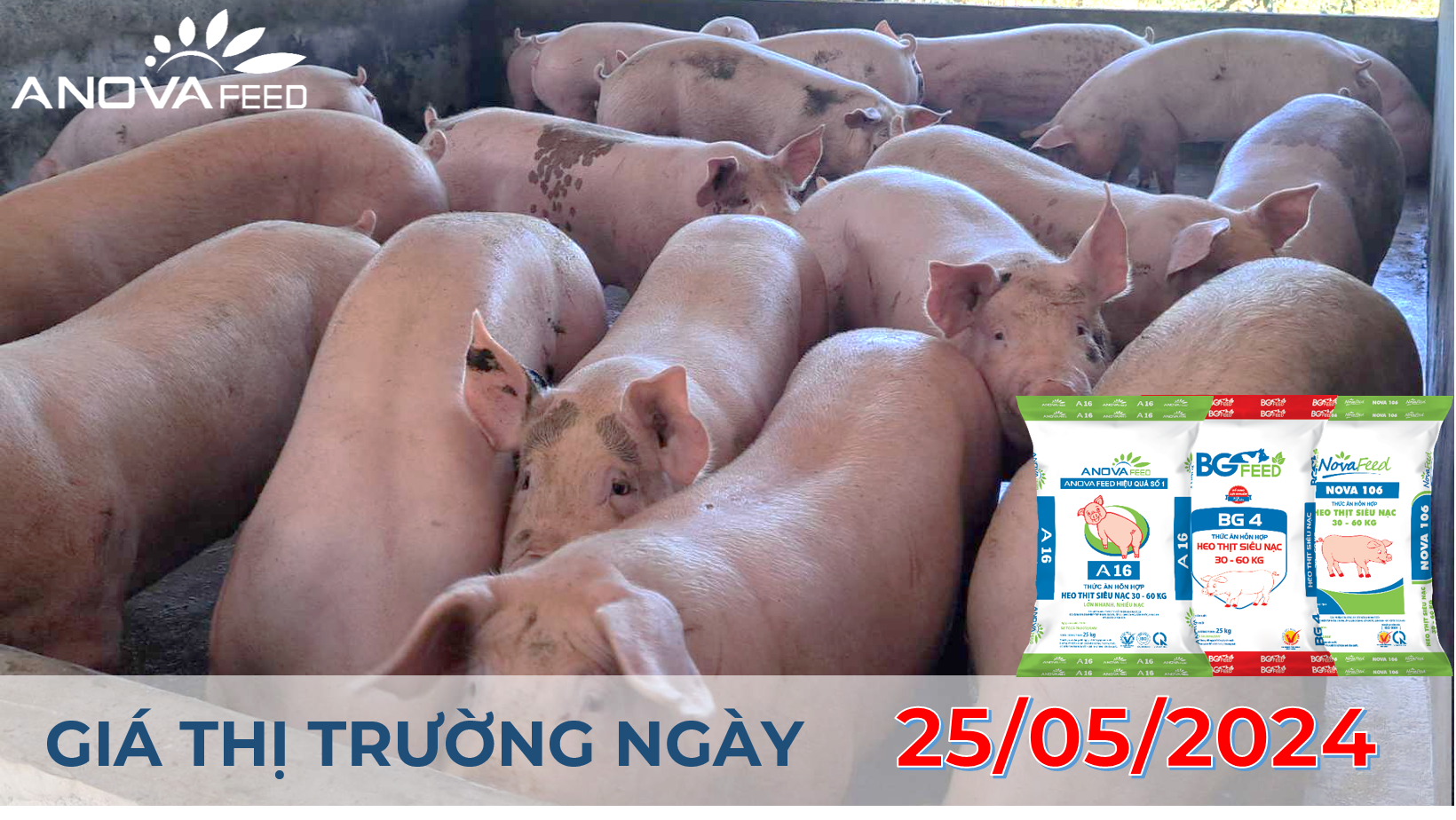 ANOVA FEED - GIÁ HEO HƠI NGÀY 25/05, TIẾP TỤC TĂNG