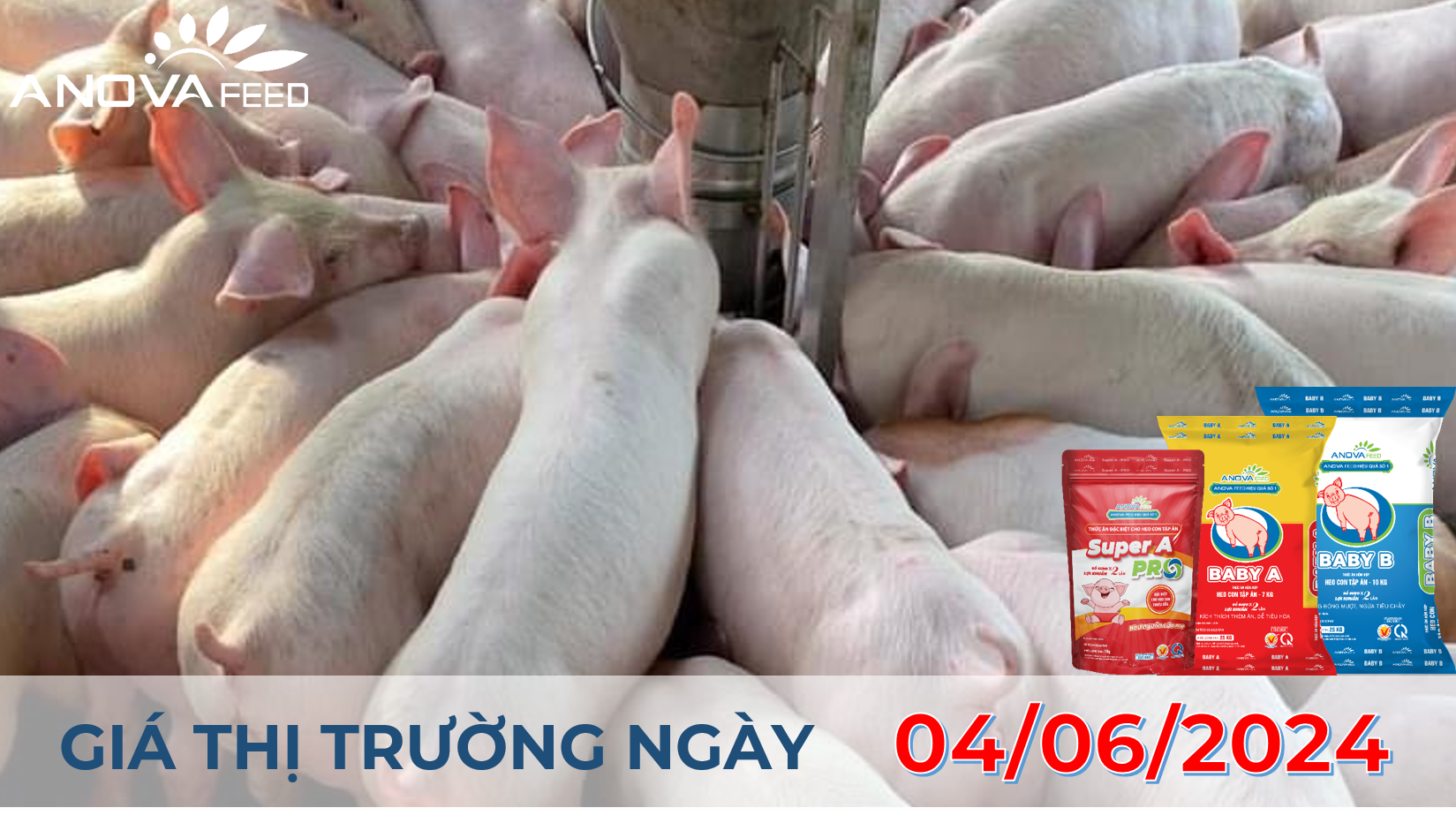 ANOVA FEED - GIÁ HEO HƠI NGÀY 04/06, TIẾP TỤC ĐI NGANG