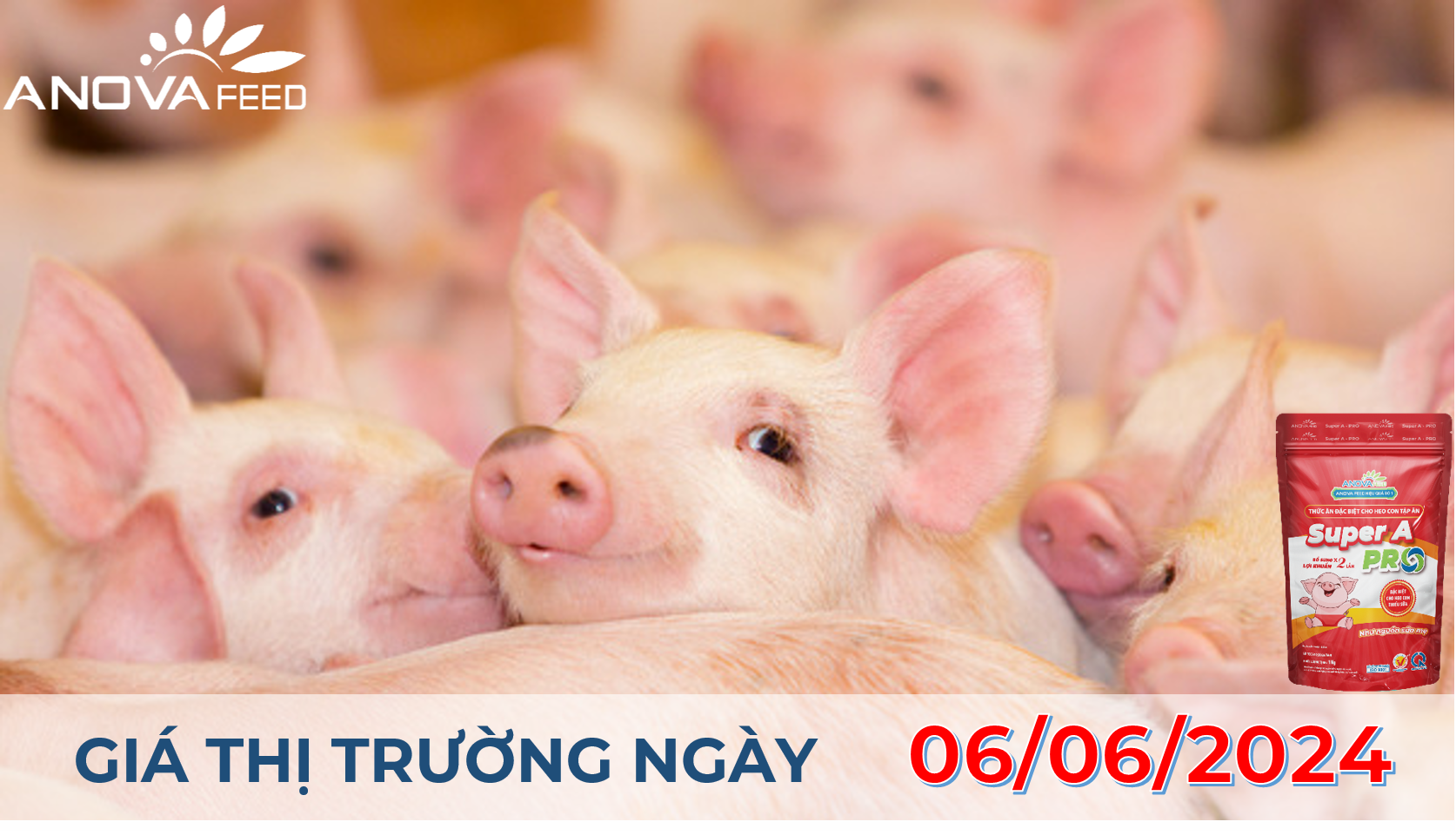 ANOVA FEED - GIÁ HEO HƠI NGÀY 06/06, MIỀN BẮC TĂNG TRỞ LẠI