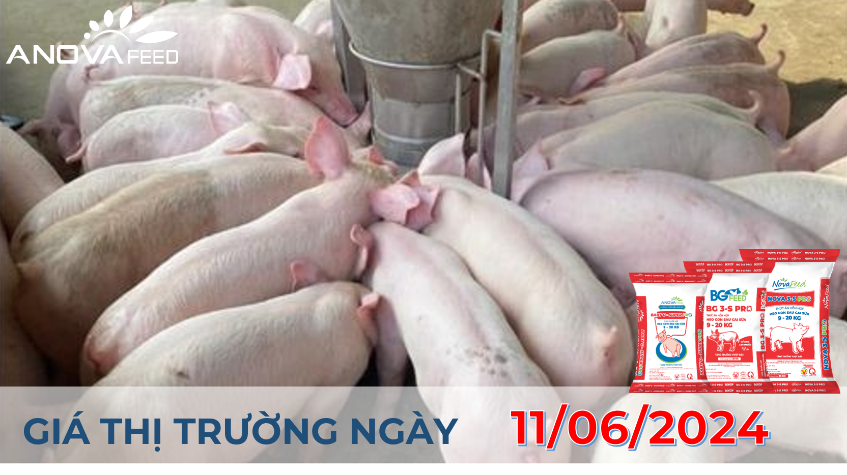 ANOVA FEED - GIÁ HEO HƠI NGÀY 11/06, ĐỒNG LOẠT ĐI NGANG