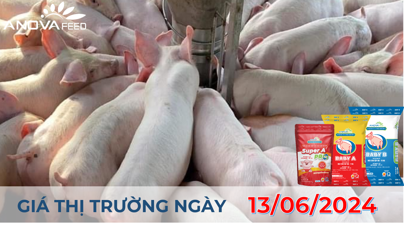 ANOVA FEED - GIÁ HEO HƠI NGÀY 13/06, BIẾN ĐỘNG NHẸ