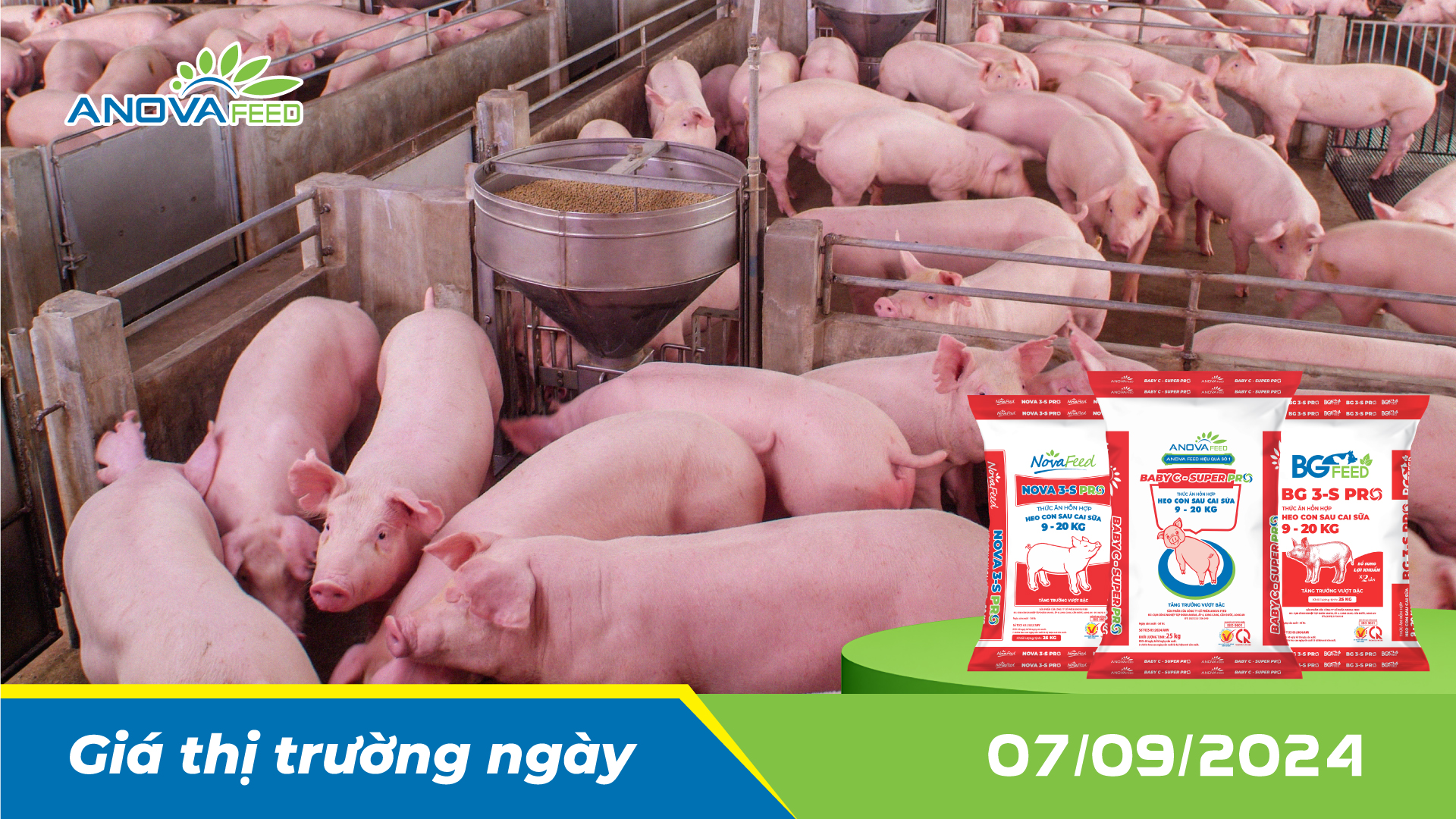 ANOVA FEED - GIÁ HEO HƠI NGÀY 07/09, TĂNG VÀI NƠI