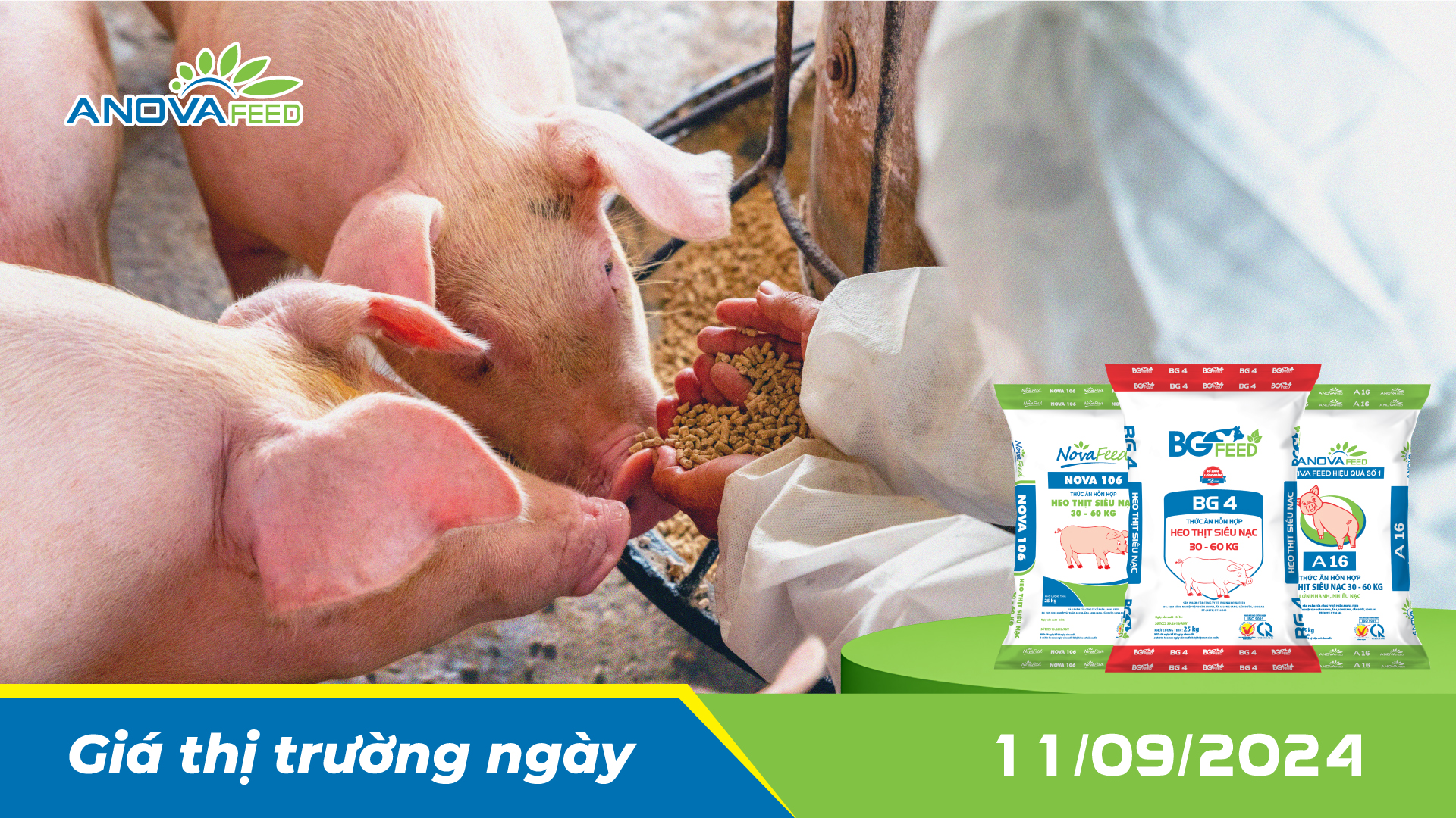 ANOVA FEED - GIÁ HEO HƠI NGÀY 11/09, THỊ TRƯỜNG TĂNG NHẸ