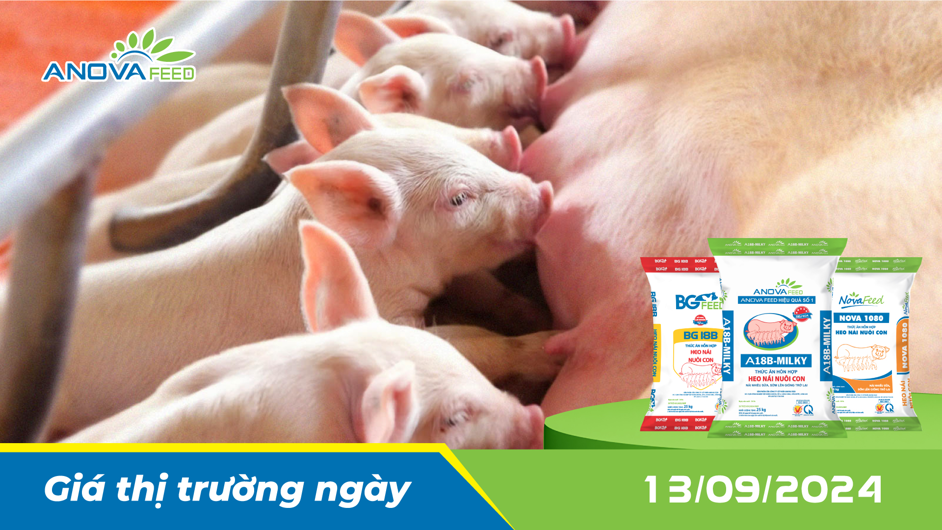 ANOVA FEED - GIÁ HEO HƠI NGÀY 13/09, TOÀN QUỐC ĐỨNG GIÁ