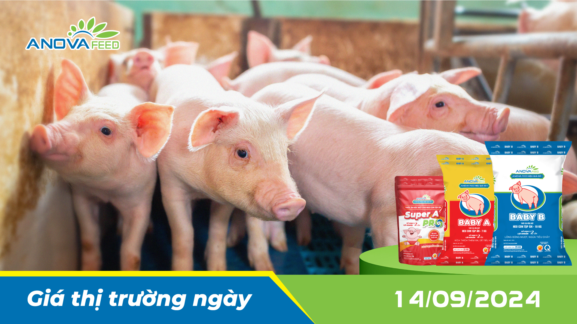 ANOVA FEED - GIÁ HEO HƠI NGÀY 14/09, ĐI NGANG TRÊN DIỆN RỘNG