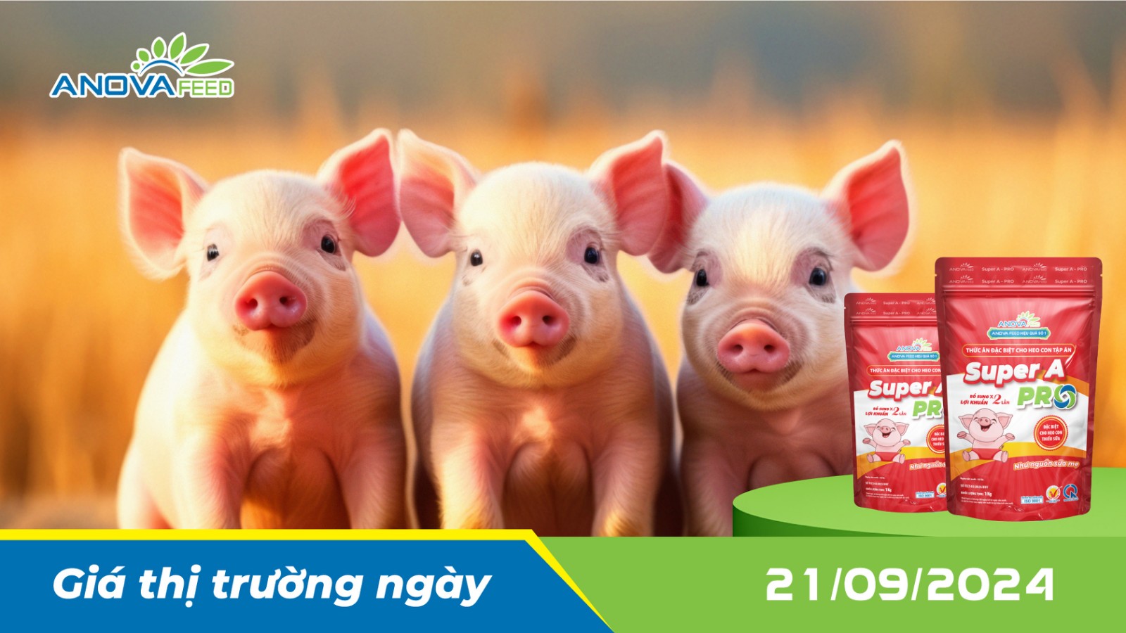 ANOVA FEED - GIÁ HEO HƠI NGÀY 21/09, TIẾP CHIỀU TĂNG