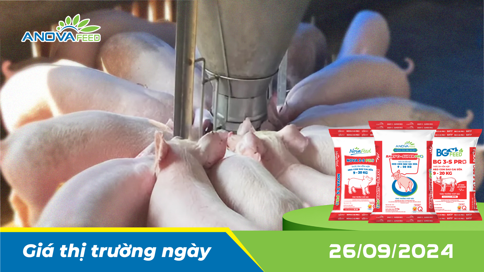 ANOVA FEED - GIÁ HEO HƠI NGÀY 26/09, THỊ TRƯỜNG ĐI NGANG