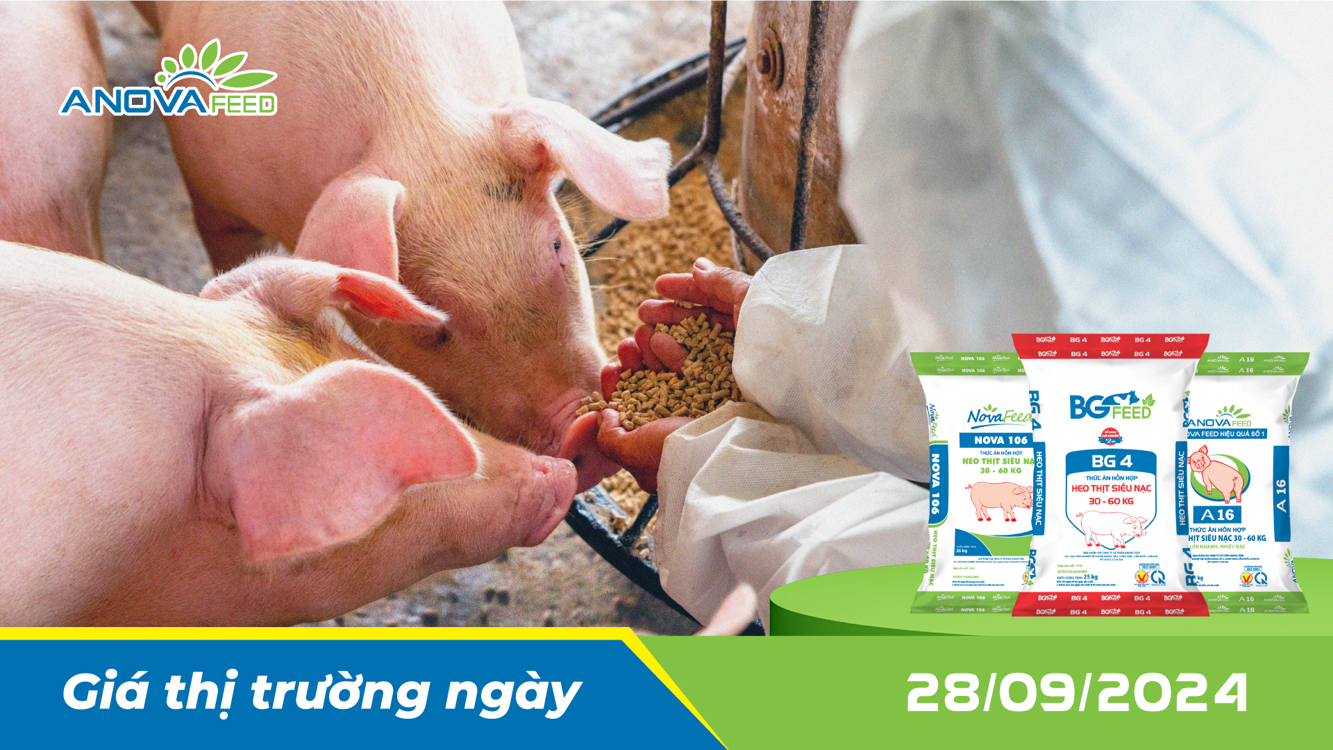 ANOVA FEED - GIÁ HEO HƠI NGÀY 28/09, MIỀN BẮC GIẢM NHẸ