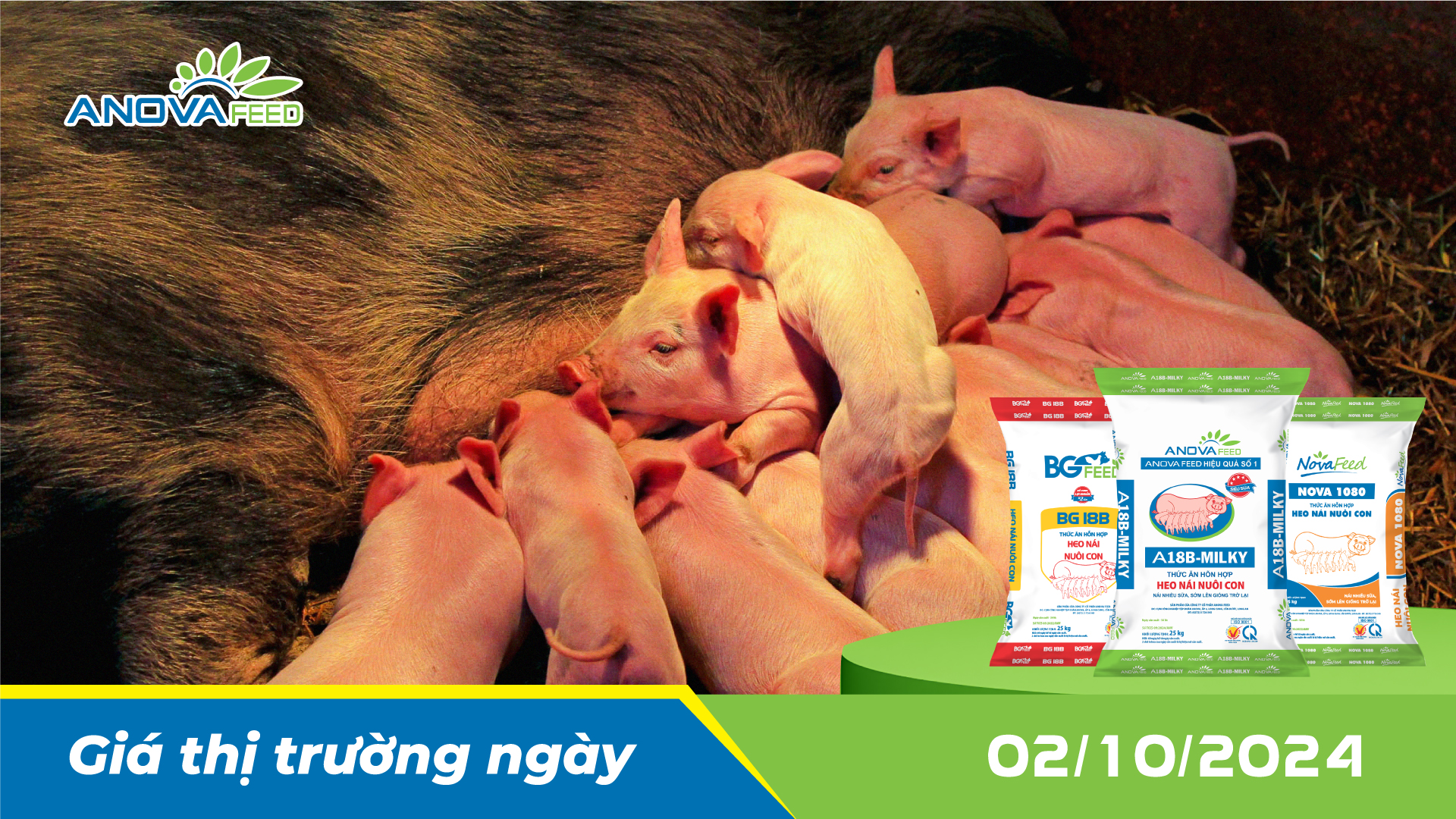 ANOVA FEED - GIÁ HEO HƠI NGÀY 02/10, MIỀN BẮC TĂNG NHẸ