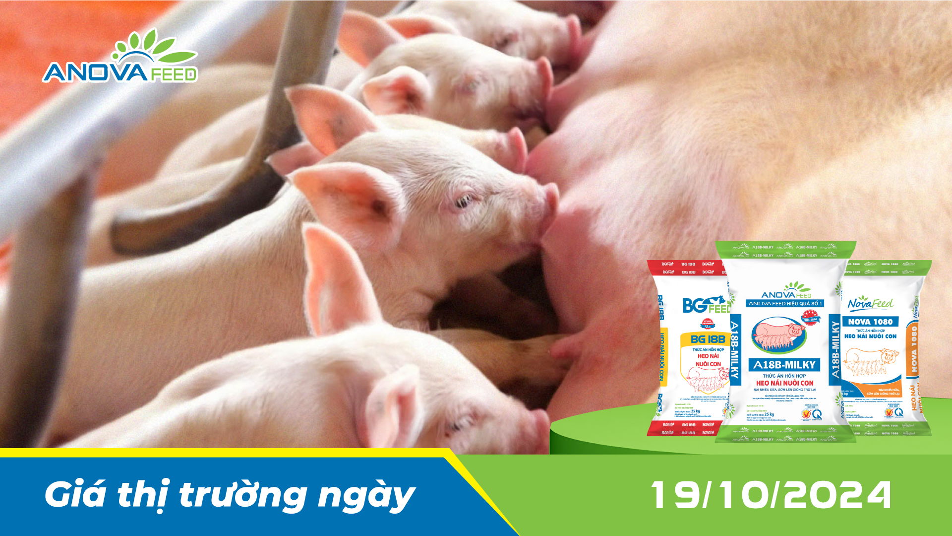 ANOVA FEED - GIÁ HEO HƠI NGÀY 19/10, TIẾP CHIỀU GIẢM