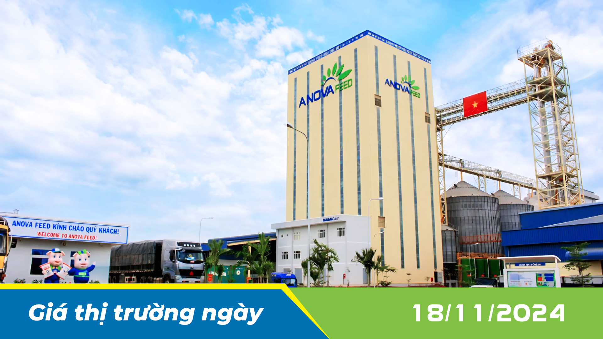 ANOVA FEED - GIÁ HEO HƠI NGÀY 18/11, ĐẦU TUẦN BIẾN ĐỘNG