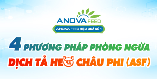 Phương pháp nào để Phòng ngừa Dịch tả heo Châu Phi hiệu quả (ASF)?